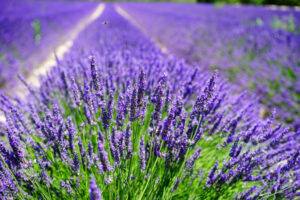 parco della lavanda - calabria